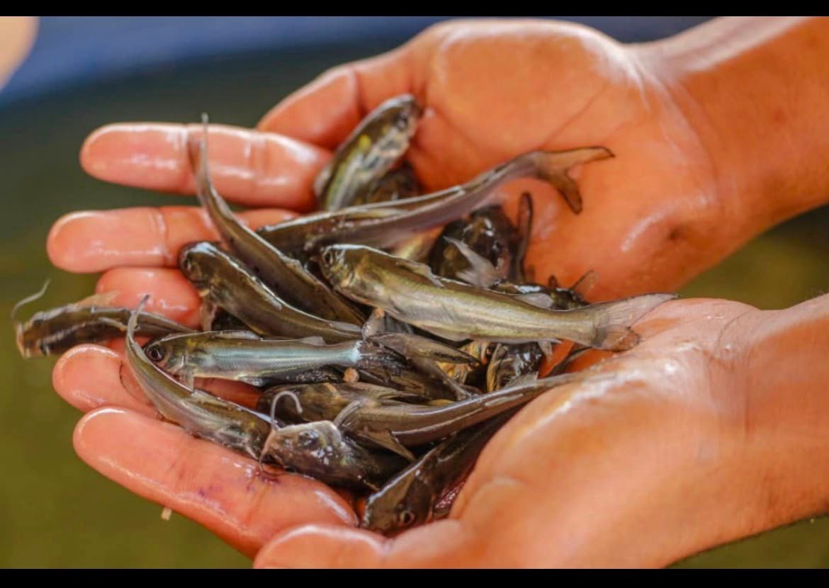 Bagre Americano — Catfish