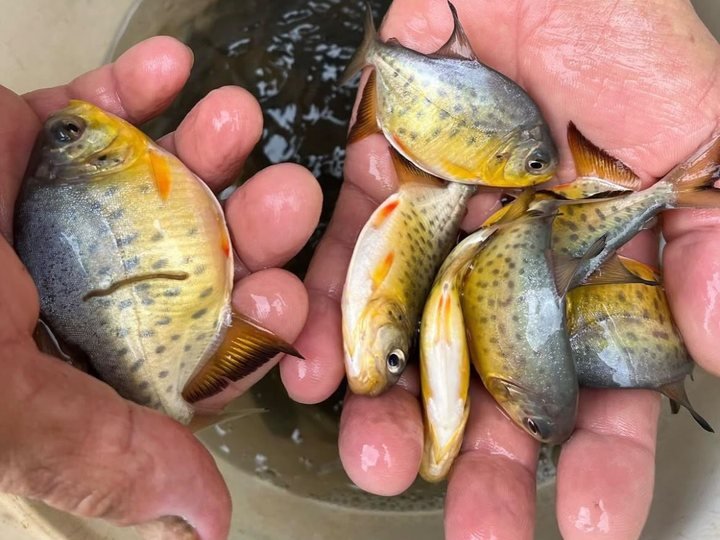 Alevinos de Pacu